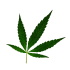 foglia bella png